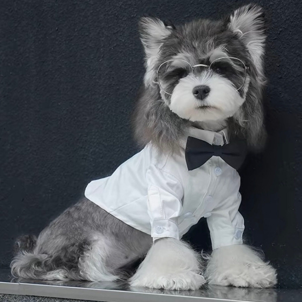 宠物领结狗狗白衬衫比熊雪纳瑞马尔济斯小衣服西装礼服夏季短袖