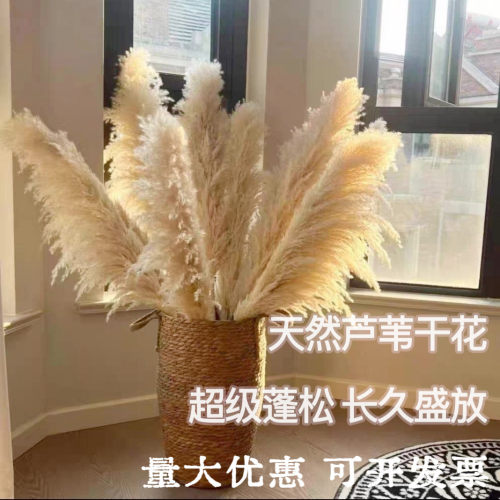 天然芦苇干燥花花束网红