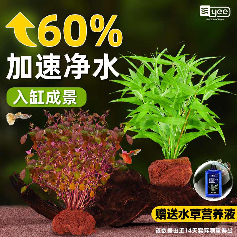 鱼缸水草植物水培蜈蚣草火山石阴性真草净化水质生态造景懒人套餐
