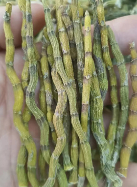 正宗霍山铁皮石斛短粗芽条 6年生长 短粗芽条 枫斗芽尖条