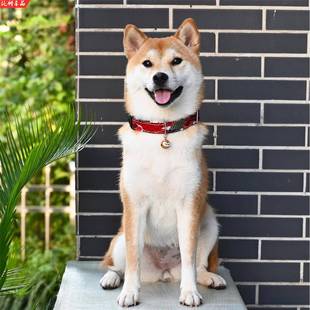 柴犬项圈脖套胸背牵引绳胸背带 和风锦鲤日式 宠物狗狗围巾三角巾