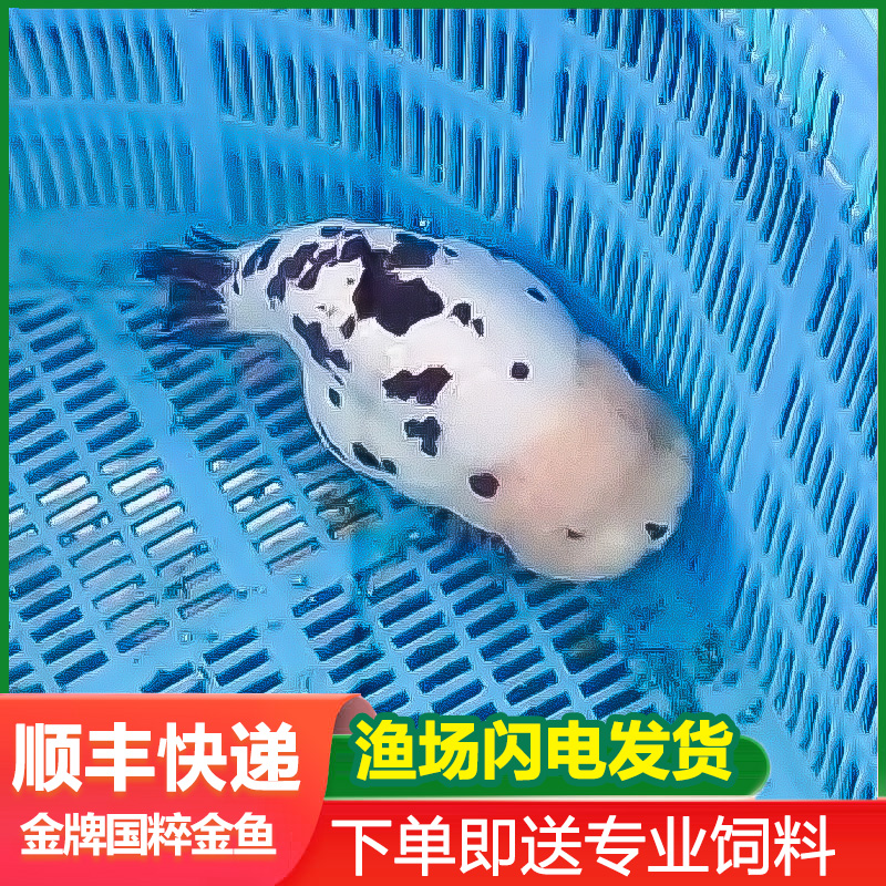 兰寿金鱼活鱼奶牛波妞鱼苗观赏鱼熊猫冷水鱼蓝寿好养黑白短尾潘氏