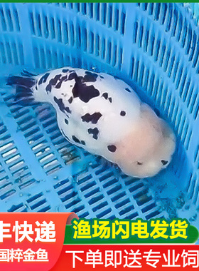 兰寿金鱼活鱼奶牛波妞鱼苗观赏鱼熊猫冷水鱼蓝寿好养黑白短尾潘氏