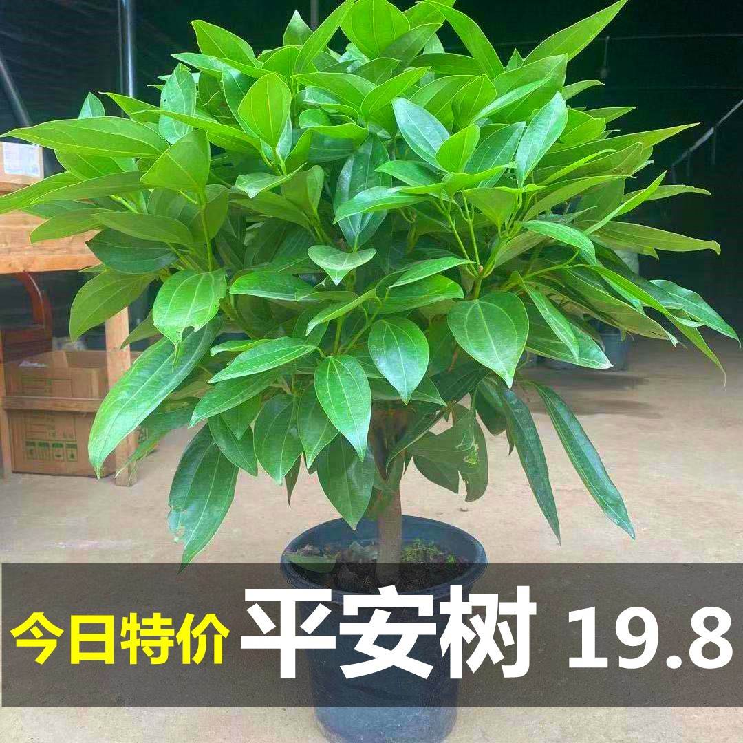 平安树客厅室内招财幸福树老桩植物四季常青大盆绿植花卉好养