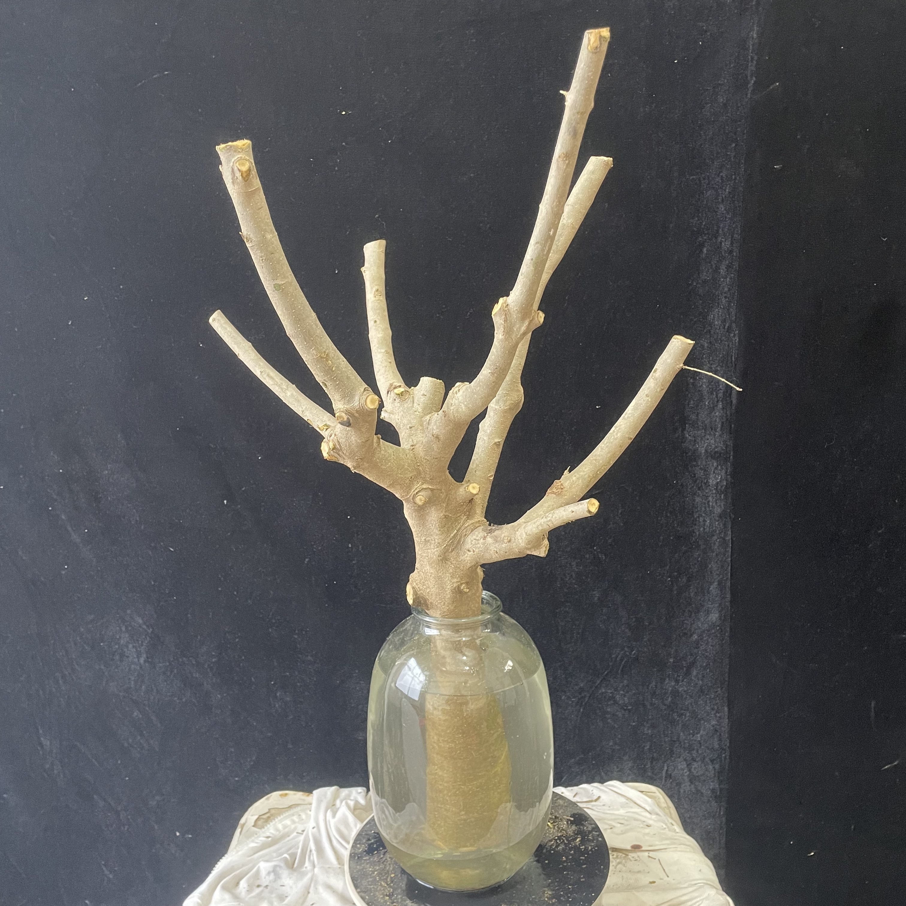 遇水生根小叶女贞老桩水培植物花卉绿植鲜切枝绿叶生根发芽一只养,鲜花速递/花卉仿真/绿植园艺,造型盆景,淘宝优惠券,粉丝福利购,淘宝优惠卷