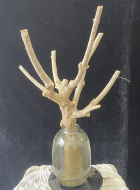 遇水生根小叶女贞老桩水培植物花卉绿植鲜切枝绿叶生根发芽一只养