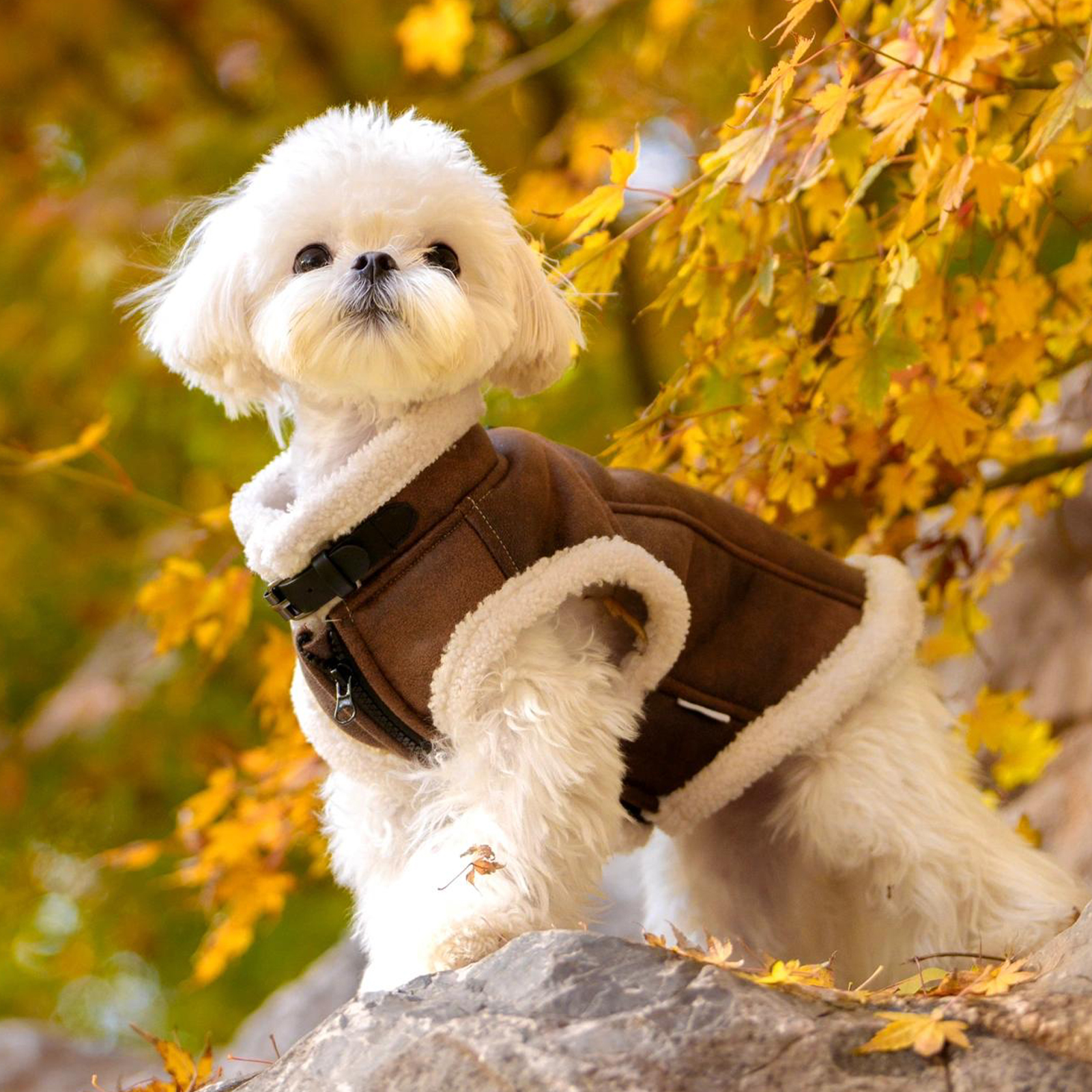 狗狗秋冬衣服小型犬马甲加厚加绒
