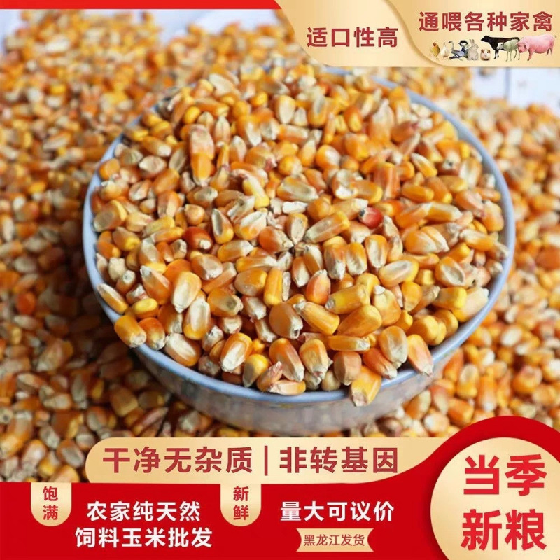 25年新粮非转基因玉米饲料