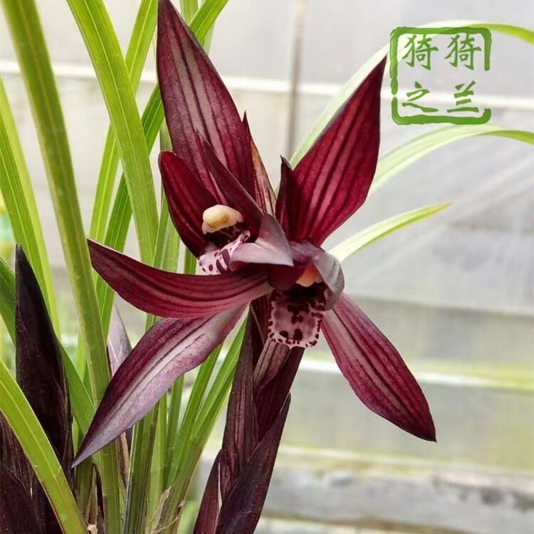 名贵兰花春兰板桥遗墨包公魂新津胭脂刘三红浓香花卉客厅室内绿植