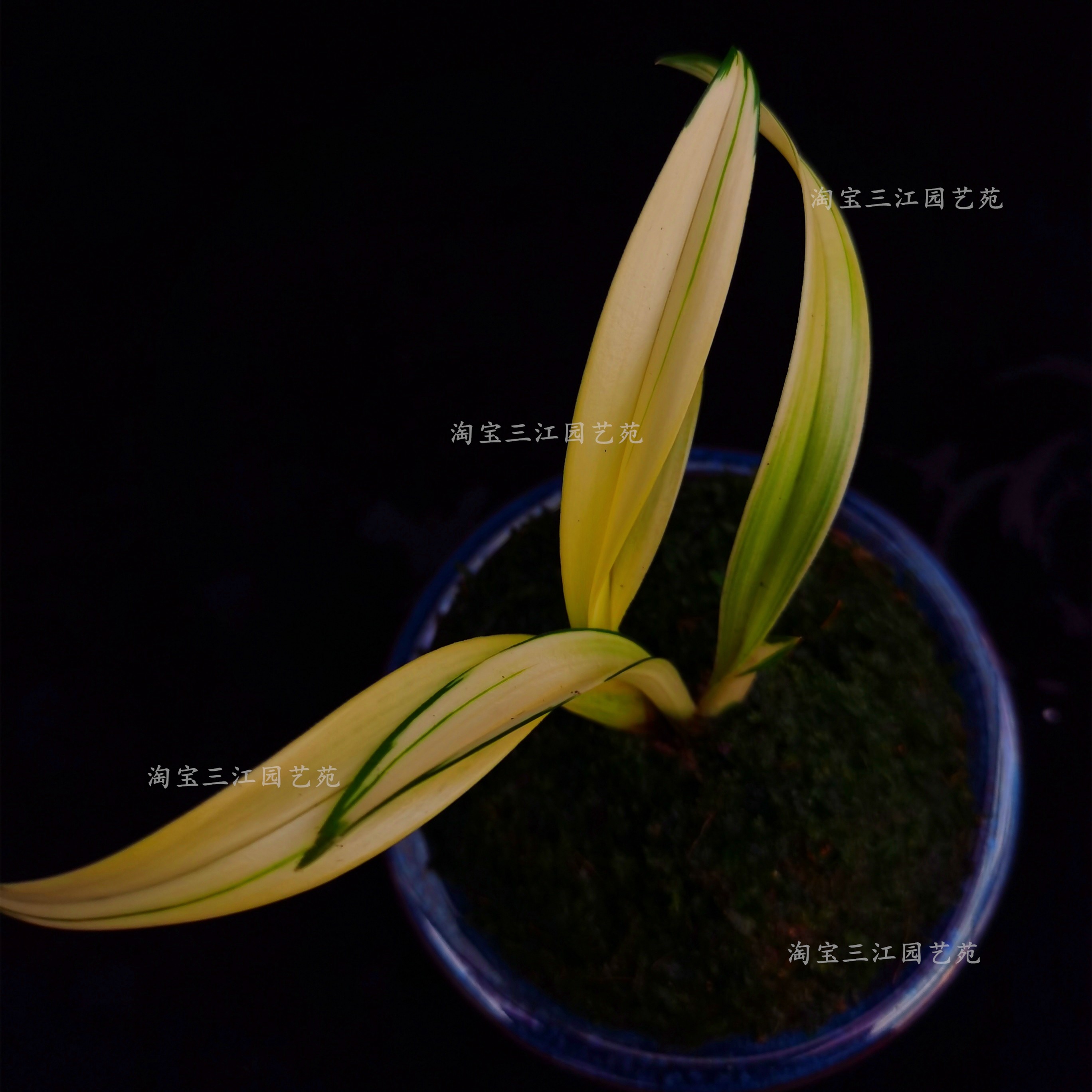 矮种名贵兰花达摩中透艺春兰中透美观好养室内客厅茶桌盆栽花卉