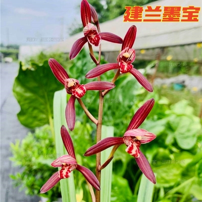 建兰墨宝暮山紫贵妃醉酒浓香好养