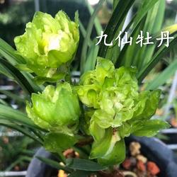 兰花苗名贵春兰九仙牡丹天彭牡丹黄金牡丹浓香花卉室内桌面绿植