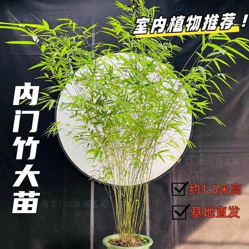 大苗内门竹盆栽落地款摆客厅茶室