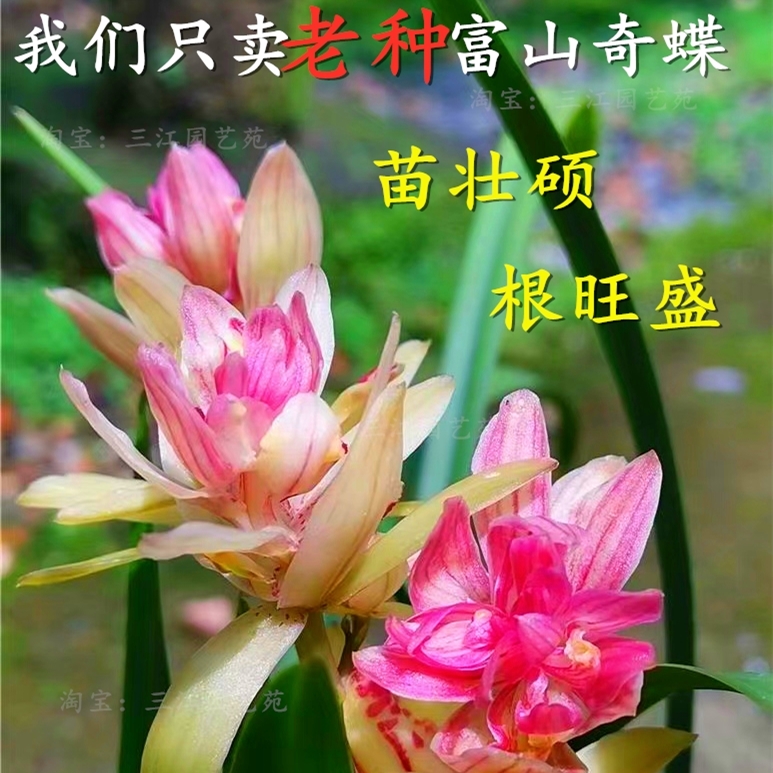 纯正老种富山奇蝶浓香型开花机器