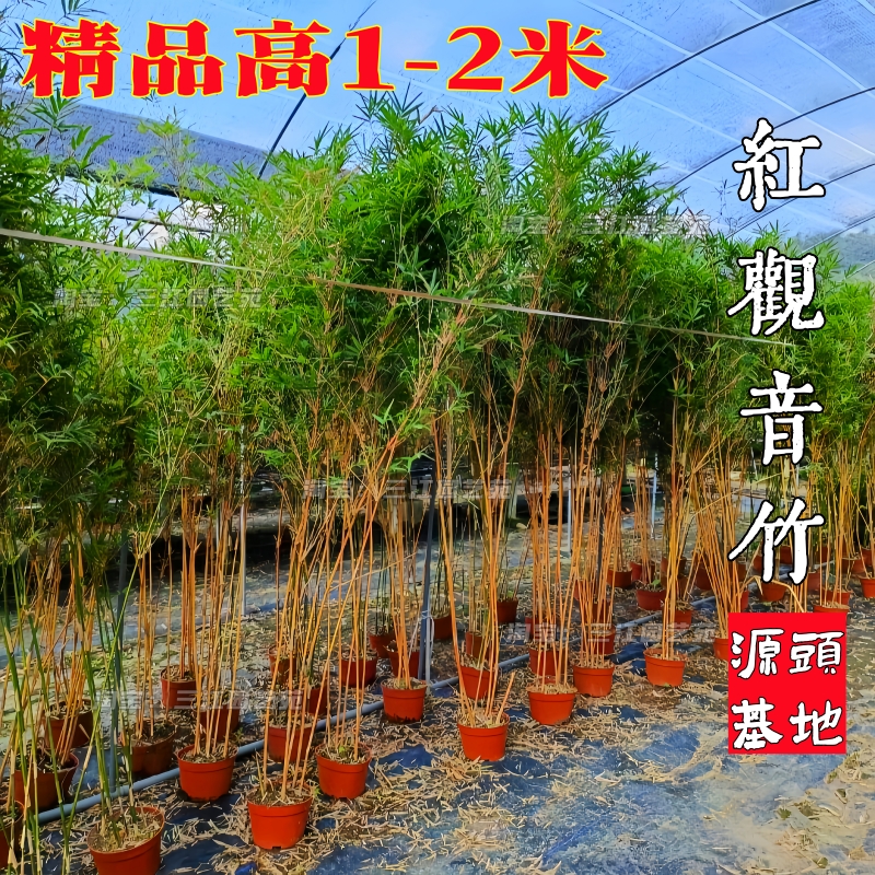 大型高杆红观音竹庭院客厅绿植