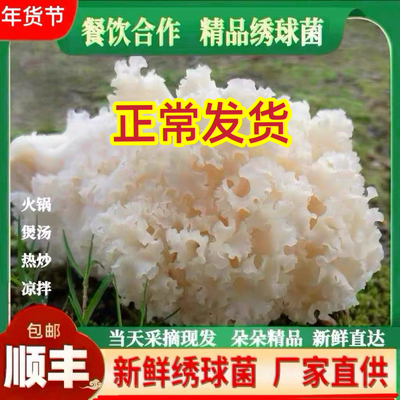 新鲜绣球菌精品绣球菌火锅食材