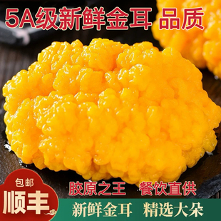 新鲜金耳云南特产精选大朵黄金耳非干货金耳菌黄金耳糯耳500g脑耳
