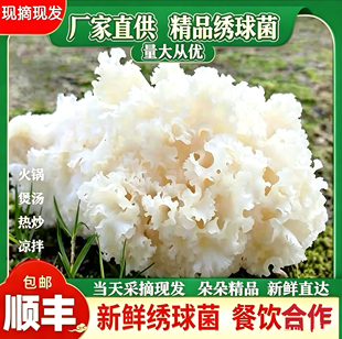 新鲜绣球菌2斤装火锅煲汤顺丰空运精品绣球菌绣球银耳绣球菌新鲜