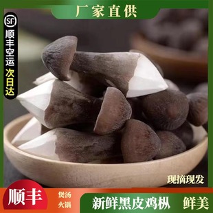 黑皮鸡枞菌云南特产新鲜现摘食用蘑菇长根菇鸡枞新鲜黑皮鸡枞菌