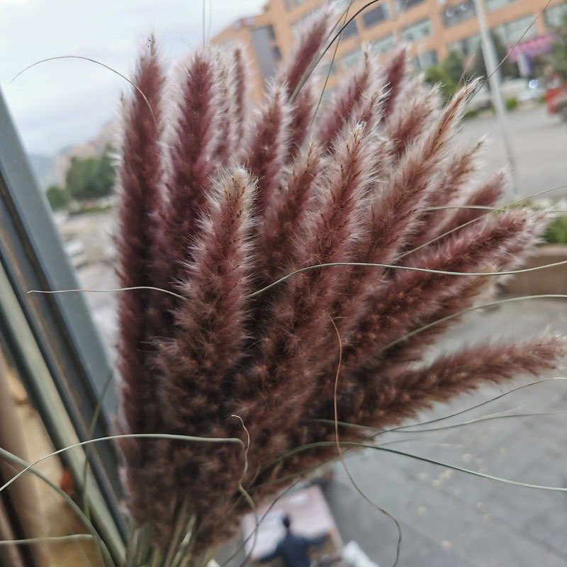 15Pcs Dried Small Pampas Grass Flowers Pantas Artificiales P