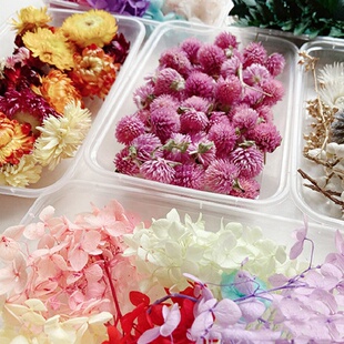 1 Box Real Dry Flower Dried Plants Natural Colorful DIY Fram
