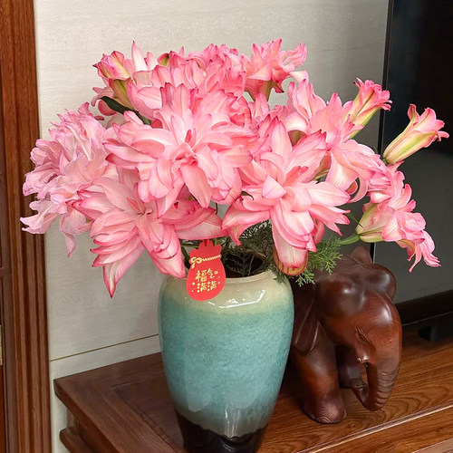基地直发吸色重瓣百合鲜花