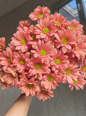 鲜花花束小雏菊三文鱼小菊云南昆明基地直发速递家用水养花