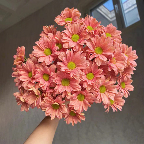 小雏菊小清新鲜花同类型鲜花推荐