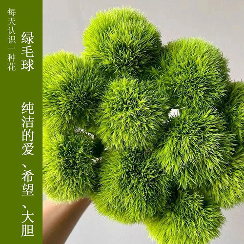 绿毛球鲜花室内装饰绿植