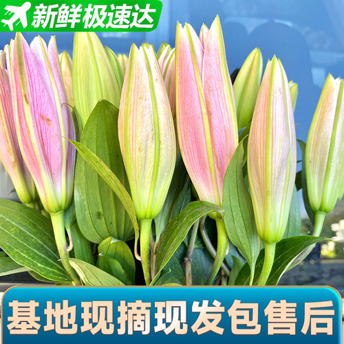 香水百合水养鲜切花基地直发