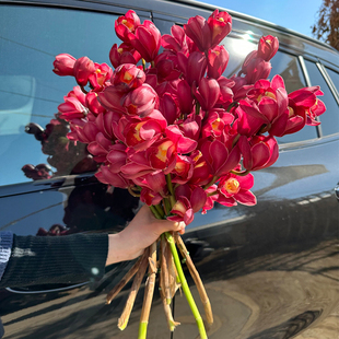 大花惠兰鲜切花高档花卉绿植室内插花鲜花速递