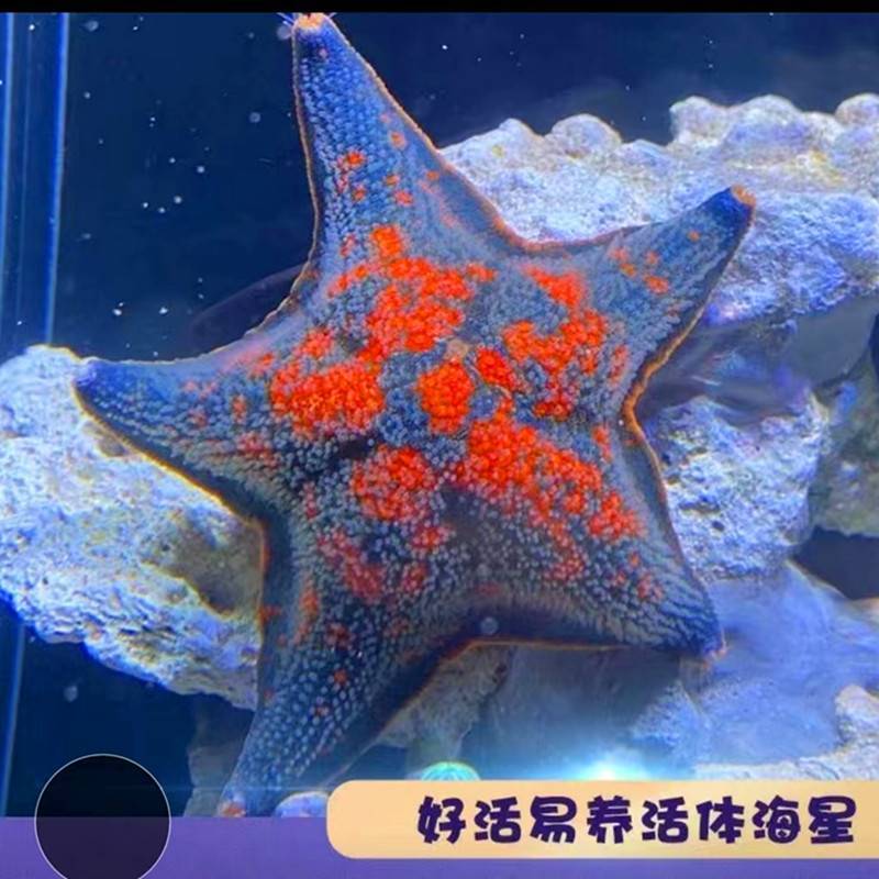 海星活宠物海水鱼缸生物海星活体翻砂海星海盘车活的翻砂小海星 宠物/宠物食品及用品 其它水族宠物 原图主图