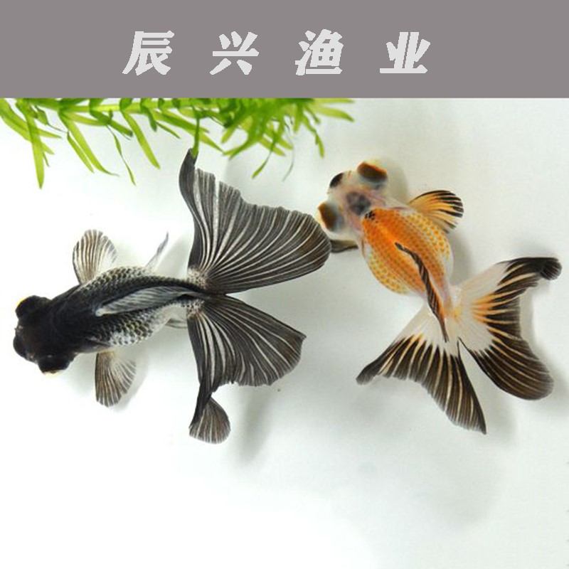-=蝶尾金鱼活体鱼苗观赏鱼小金鱼冷水鱼兰寿易养宠物鱼小型鱼-