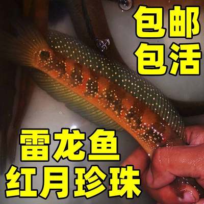 观赏七星鱼彩虹雷龙鱼耐养冷水鱼淡水鱼活体凶猛红月珍珠雷龙活体