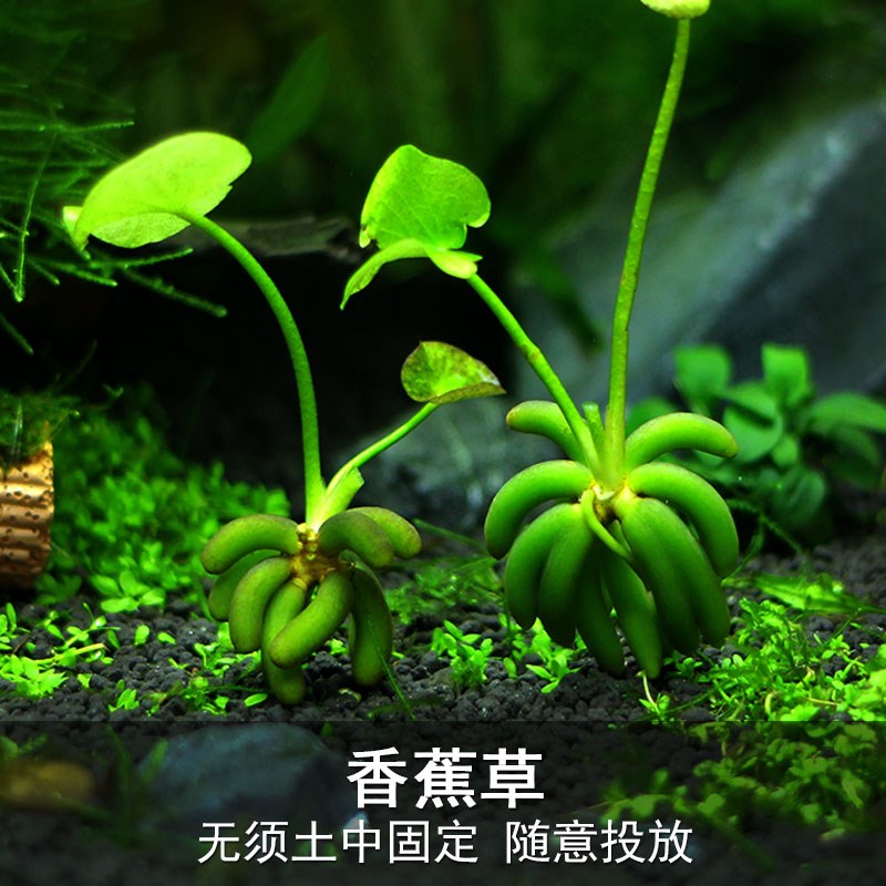 鱼缸香蕉草结蕉草水中叶前景水草造景活体懒人草无需种植淡水锦鲤