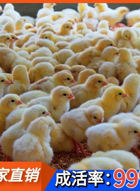 小鸡活苗鸡苗鸡活苗三黄鸡苗土鸡活苗小鸡苗活五黑鸡苗小鸡苗宠物