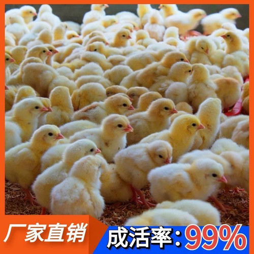 小鸡活苗鸡苗鸡活苗三黄鸡苗土鸡活苗小鸡苗活五黑鸡苗小鸡苗宠物