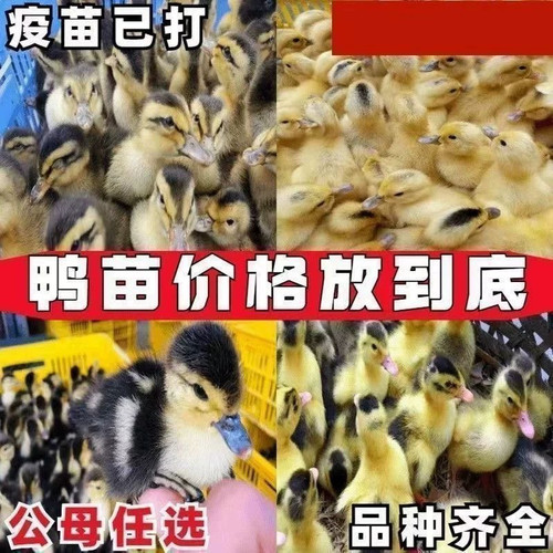 (30只装)蛋鸭麻鸭大种番鸭青头鸭水鸭旱鸭肉鸭土鸭【宠物鸭】6