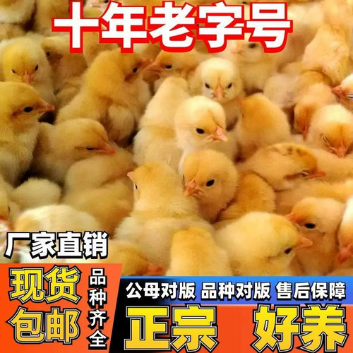 （50只装）正宗纯种麻鸡黄脚小鸡五黑青脚麻羽鸡散养【宠物鸡】3