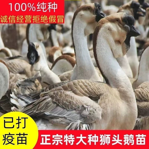 （6只装）正宗纯种灰狮头鹅看家鹅特大观赏鹅农家散养【宠物鸭】9