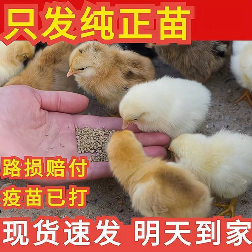 小鸡活苗散养土鸡苗五黑鸡高产海兰褐蛋鸡快大型九斤红肉鸡苗宠物