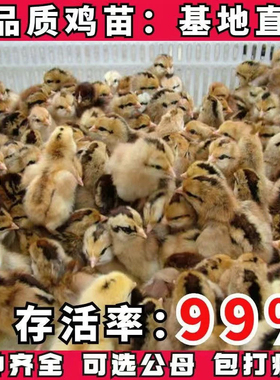 小鸡活体小鸡仔土鸡崽三黄鸡崽五黑鸡芦花鸡绿壳蛋鸡崽宠物