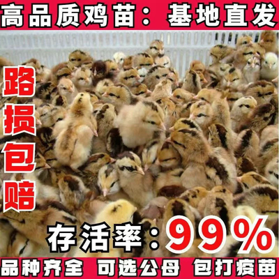 小鸡活体小鸡仔土鸡崽三黄鸡崽五黑鸡芦花鸡绿壳蛋鸡崽宠物
