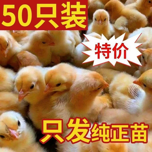 （50只装）正宗纯种麻鸡小鸡黄脚鸡五黑青脚麻羽鸡散养【宠物鸡】