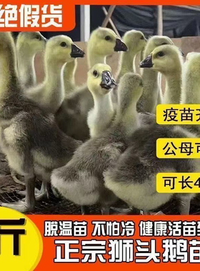 一斤潮汕狮头鹅苗特大纯种活体幼苗狮头鹅活体小鹅灰色狮头宠物鹅