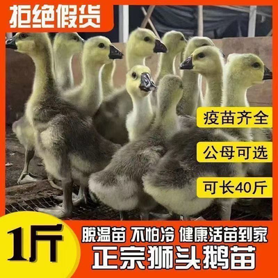 一斤潮汕狮头鹅仔特大纯种活体幼崽狮头鹅活体小鹅灰色狮头宠物鹅