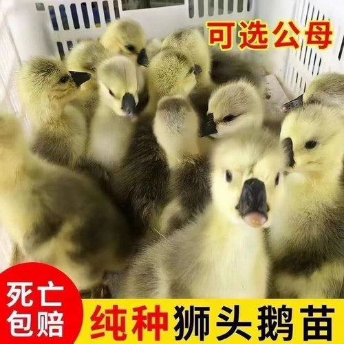 （6只装）正宗纯种灰狮头鹅看家鹅特大观赏鹅农家散养【宠物鸭】2