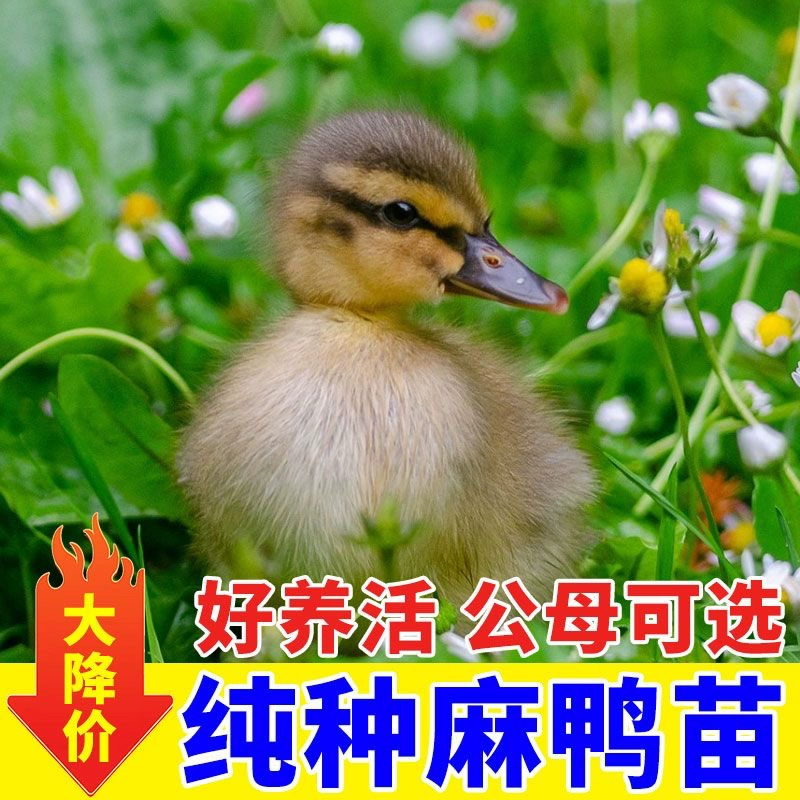 鸭苗小鸭子活物家养土鸭大种麻鸭黑鸭金锭鸭绿头鸭产蛋鸭鸭苗宠物