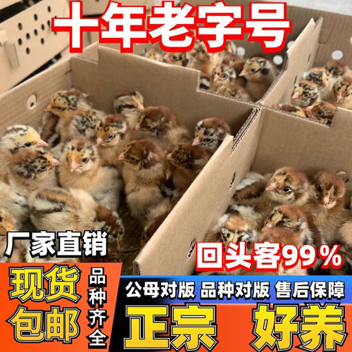 小鸡批发清远麻鸡土鸡三黄鸡五黑鸡母鸡肉鸡黑脚公鸡乌鸡活体宠物