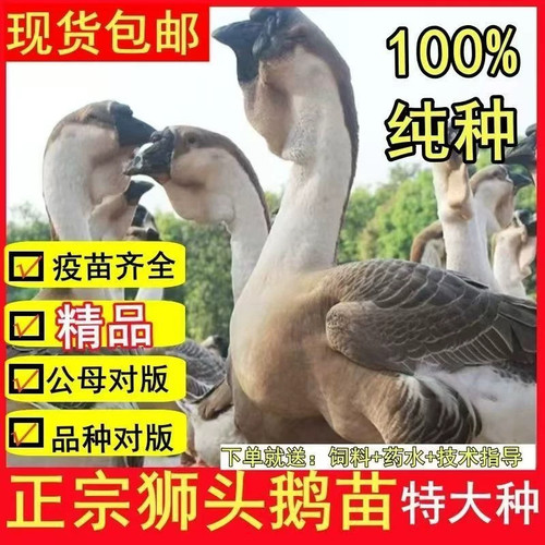 （6只装）正宗纯种灰狮头鹅看家鹅特大观赏鹅农家散养【宠物鸭】1